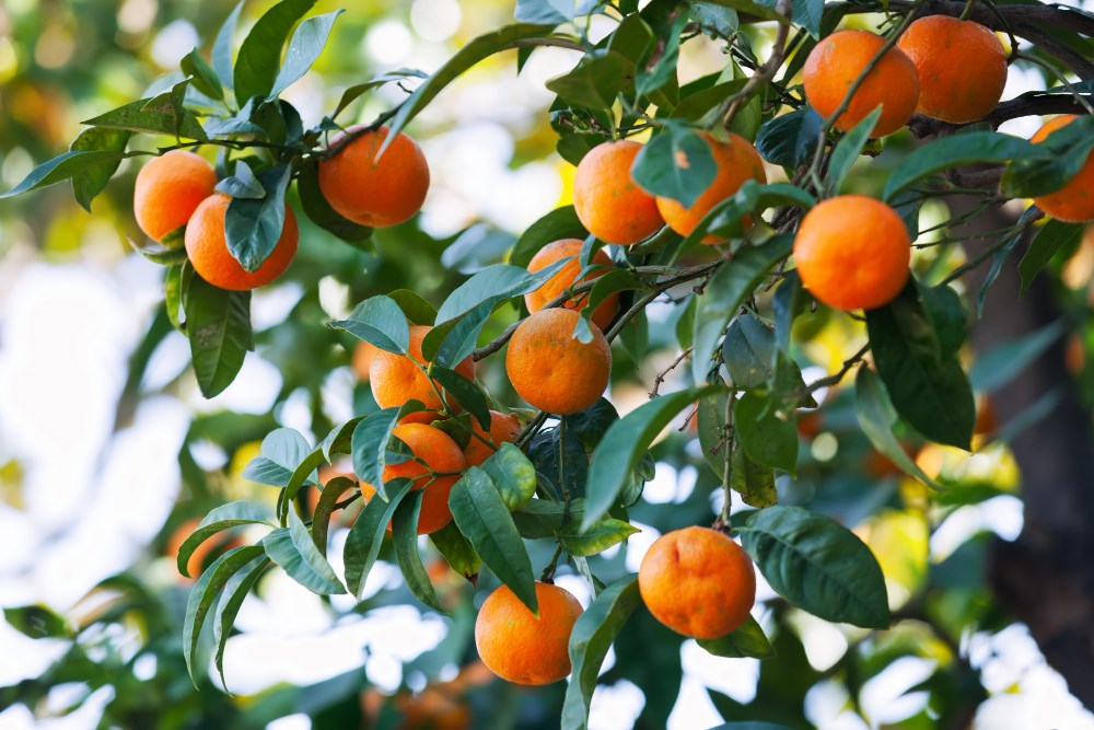 Avec quel fruit associer la mandarine ?